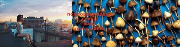 шишки Белоозёрский